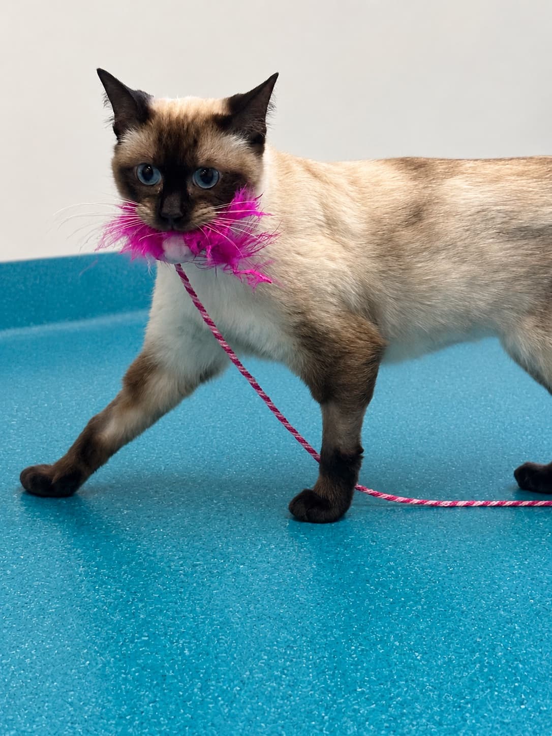 Sophie - Ragdoll cat available for adoption in Sydney