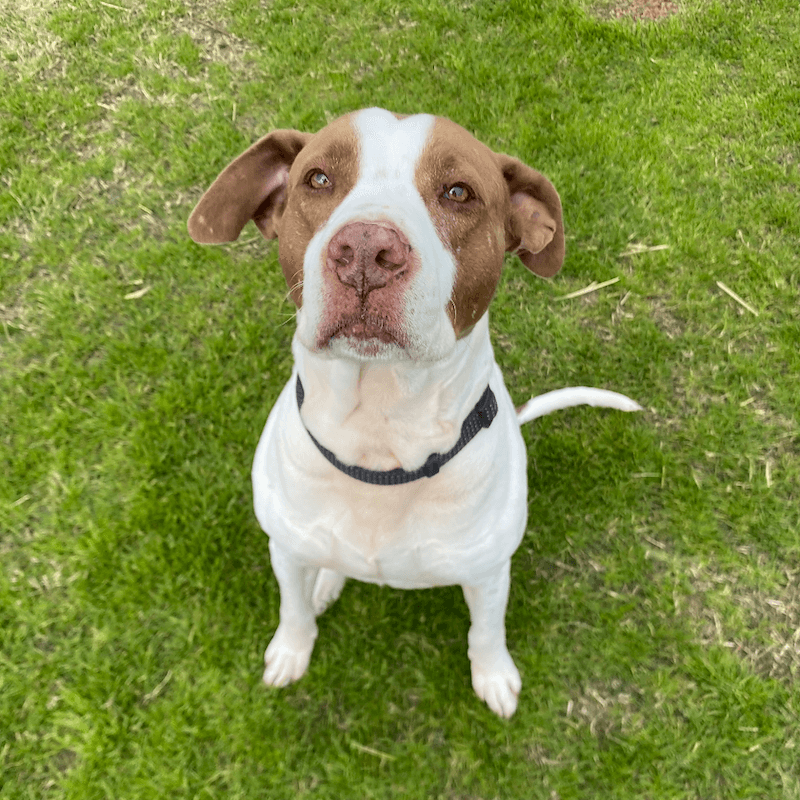 Bruno - American Staffordshire Terrier available for adoption at RSPCA NSW in Sydney