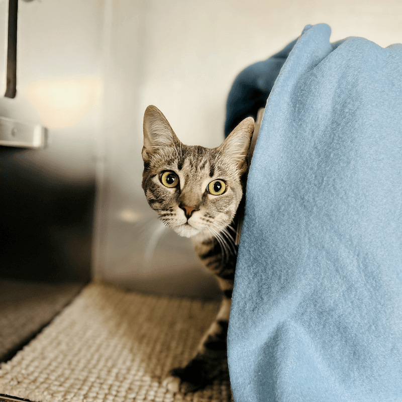 Blossom - Domestic Short Hair cat available for adoption at RSPCA NSW in Newcastle