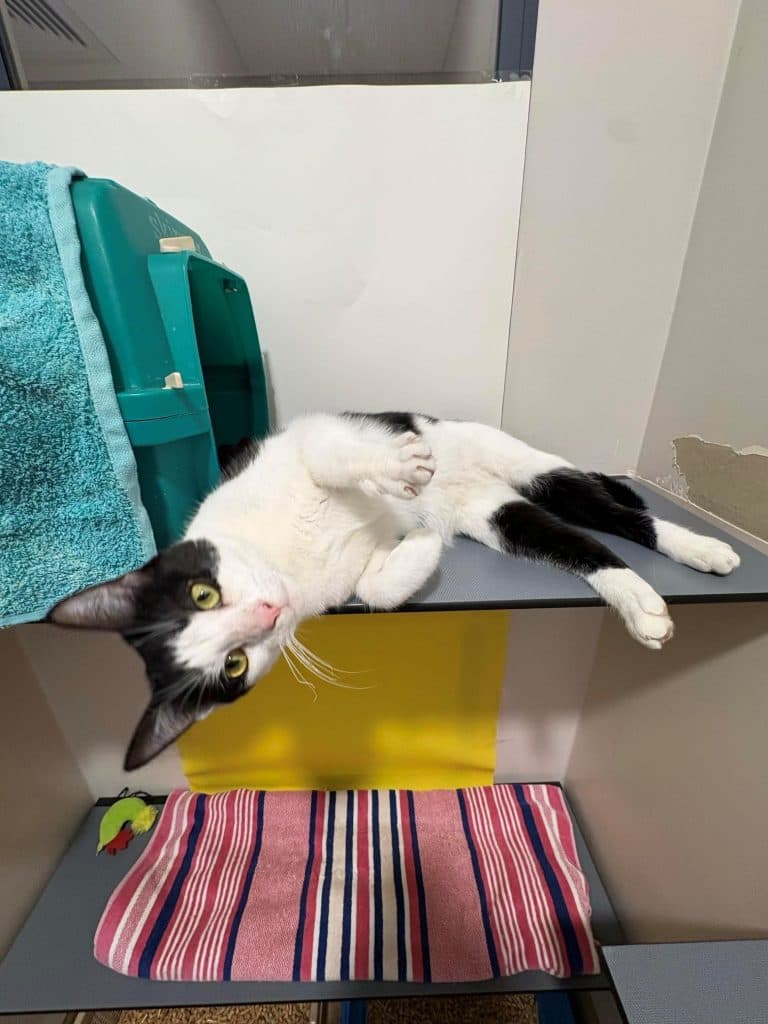 Zorro - Domestic Short Hair cat available for adoption at RSPCA NSW in Sydney