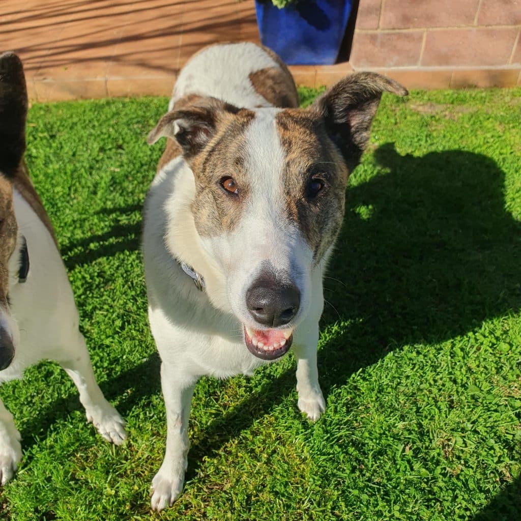 Chop - Collie (Rough) / American Staffordshire Terrier available for adoption at RSPCA NSW in Sydney