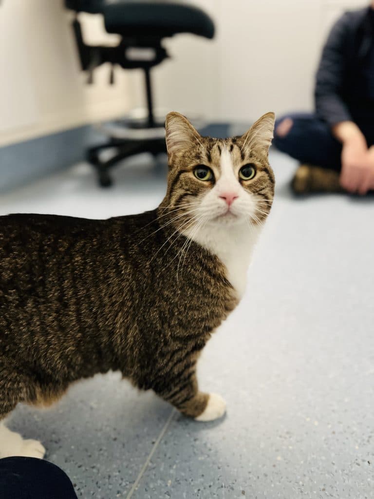 Tazzie - Domestic Short Hair cat available for adoption at RSPCA NSW in Newcastle