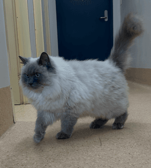 Coco - Ragdoll cat available for adoption at RSPCA NSW in Sydney