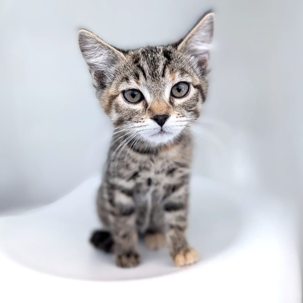 Anne - Domestic Short Hair available for adoption in Nsw