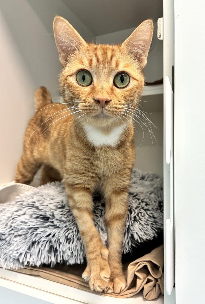 Ginger - Domestic Short Hair cat available for adoption at RSPCA NSW in Sydney