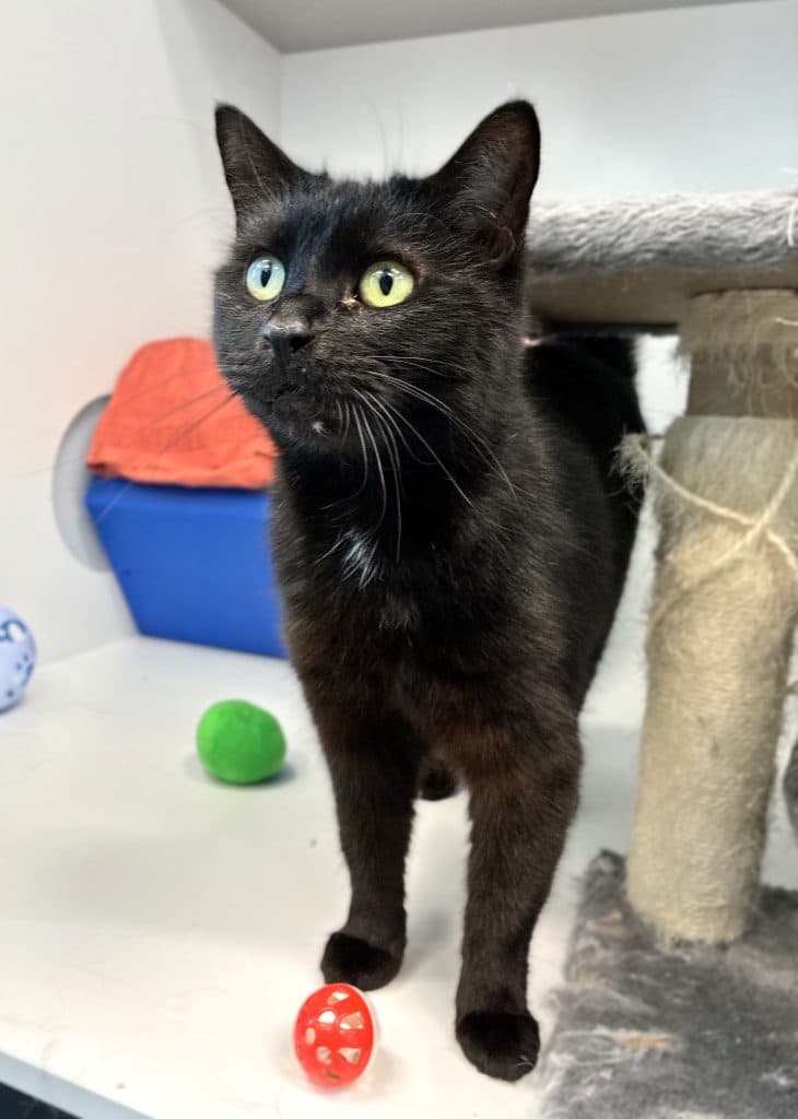 Kali - Domestic Short Hair cat available for adoption at RSPCA NSW in Sydney