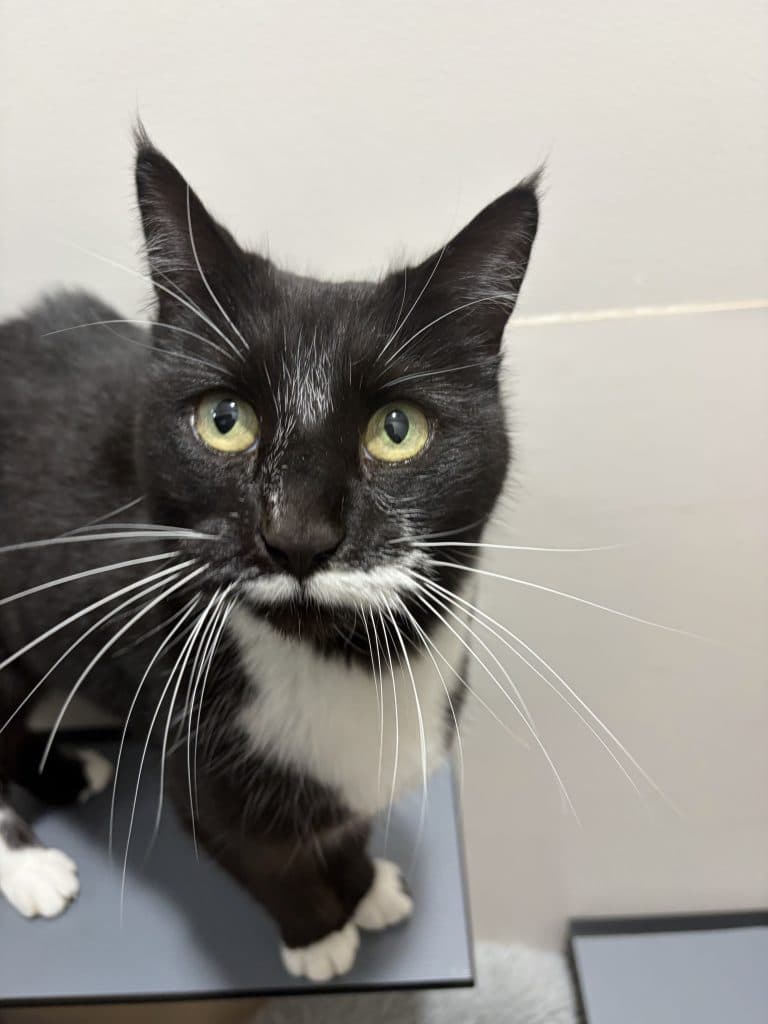Willow - Domestic Short Hair cat available for adoption at RSPCA NSW in Sydney