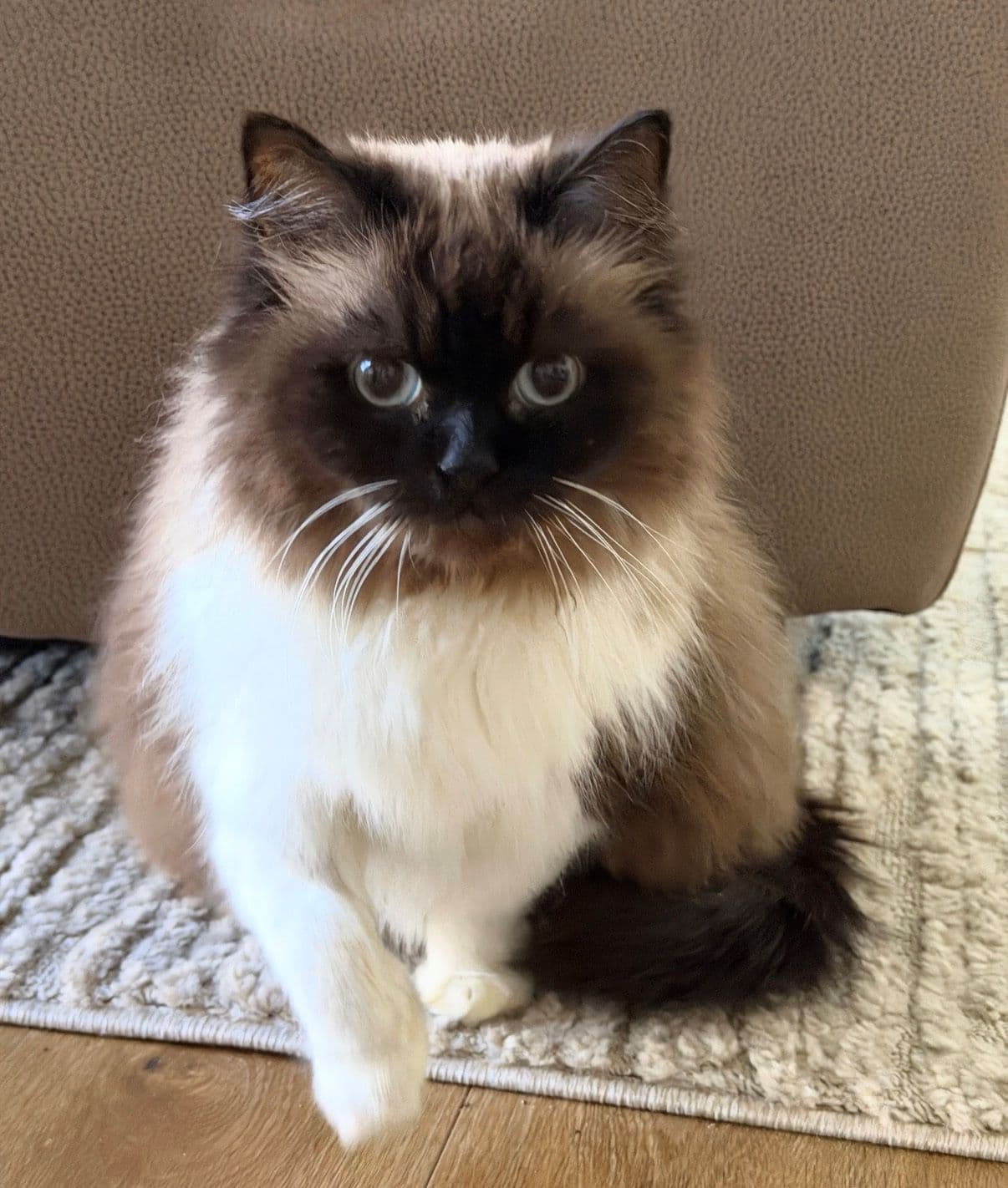 Maggie - Ragdoll / Domestic Short Hair cat available for adoption in Sydney