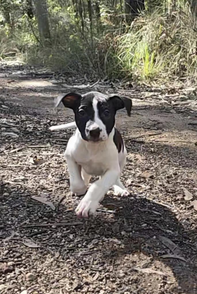 Iris - Staffordshire Bull Terrier / Mastiff available for adoption at RSPCA NSW in Sydney