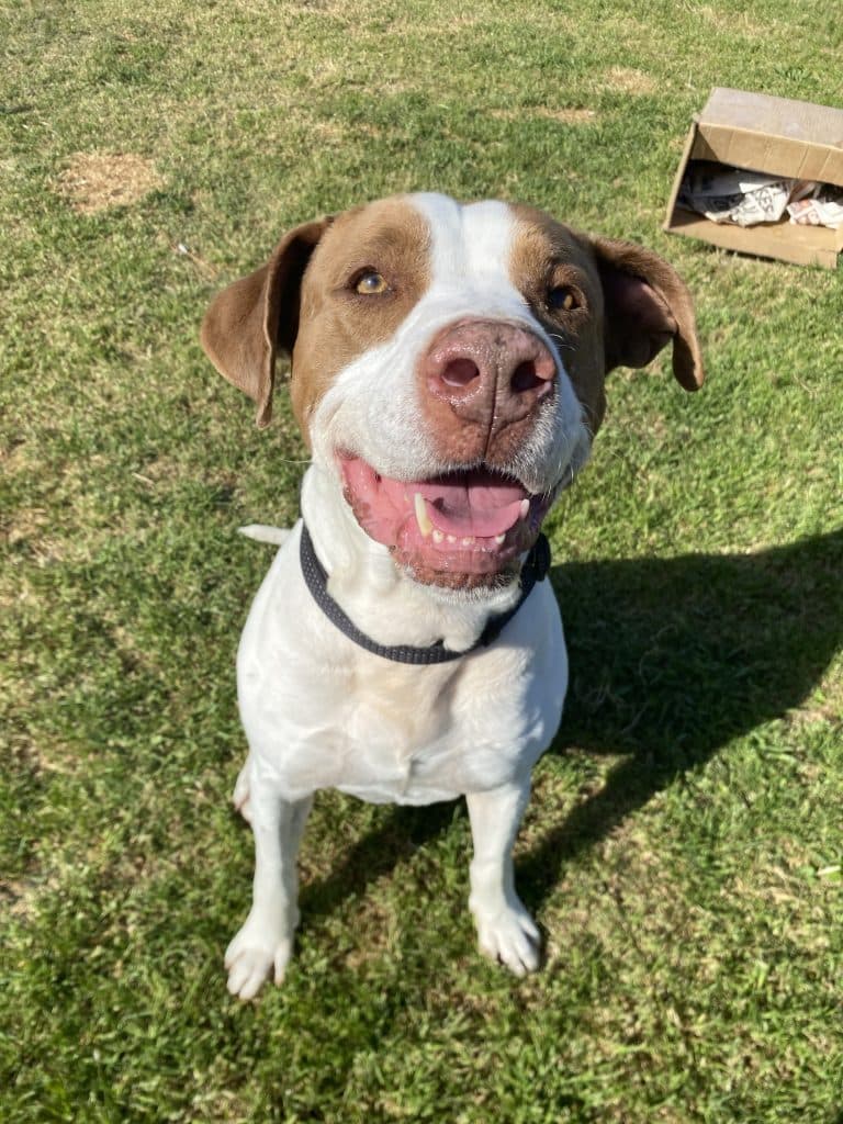 Bruno - American Staffordshire Terrier available for adoption in Newcastle