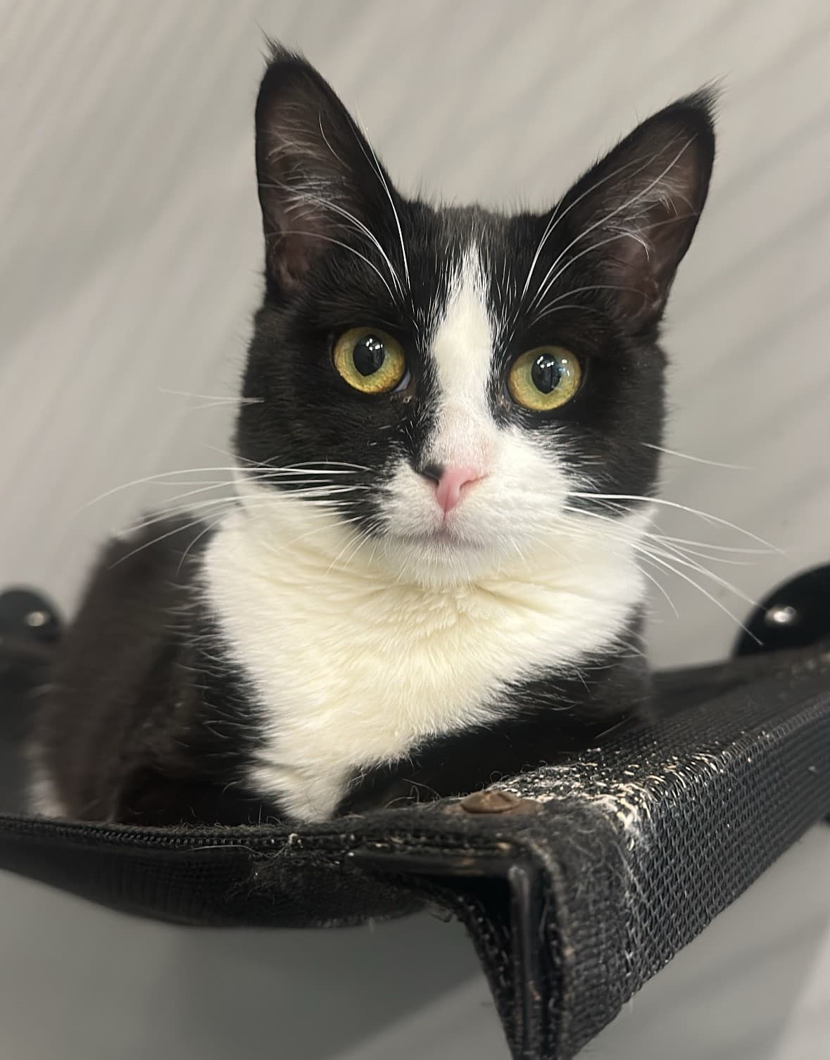 Choco - Domestic Short Hair cat available for adoption at RSPCA NSW in Sydney