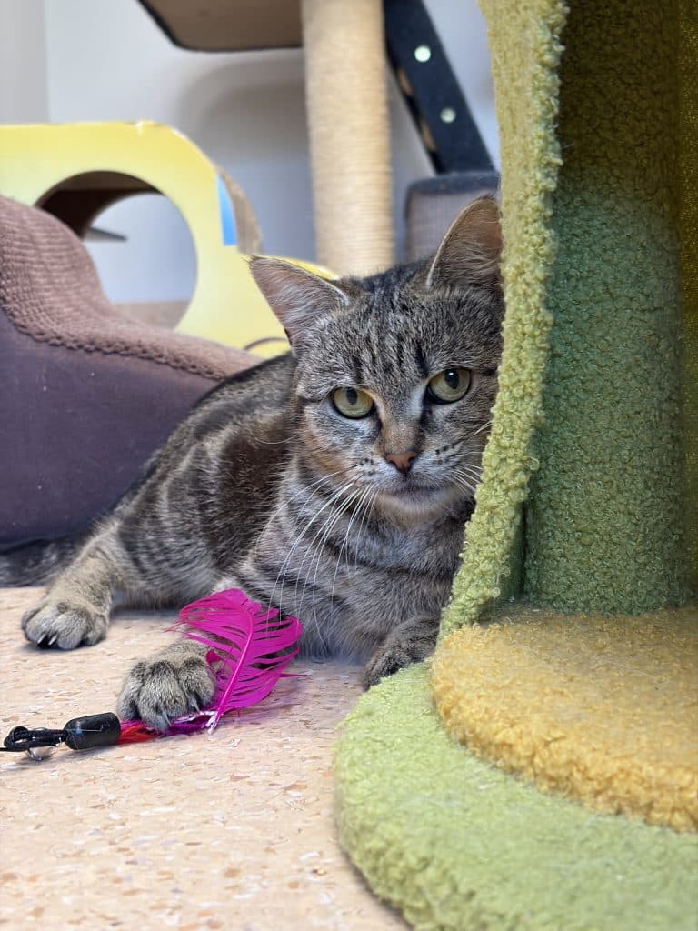 Bambi - Domestic Short Hair available for adoption in Wollongong