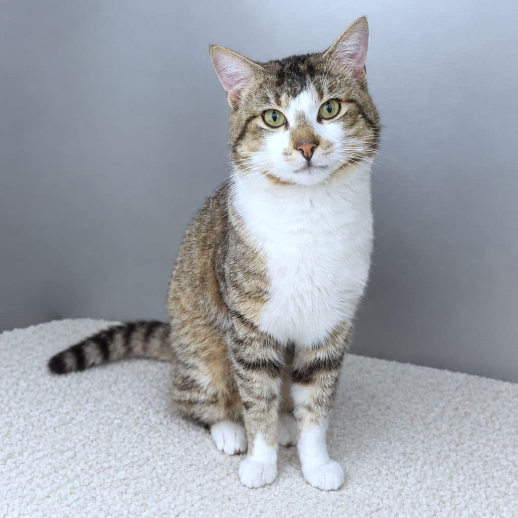 Daniel - Domestic Short Hair cat available for adoption at RSPCA NSW in Sydney