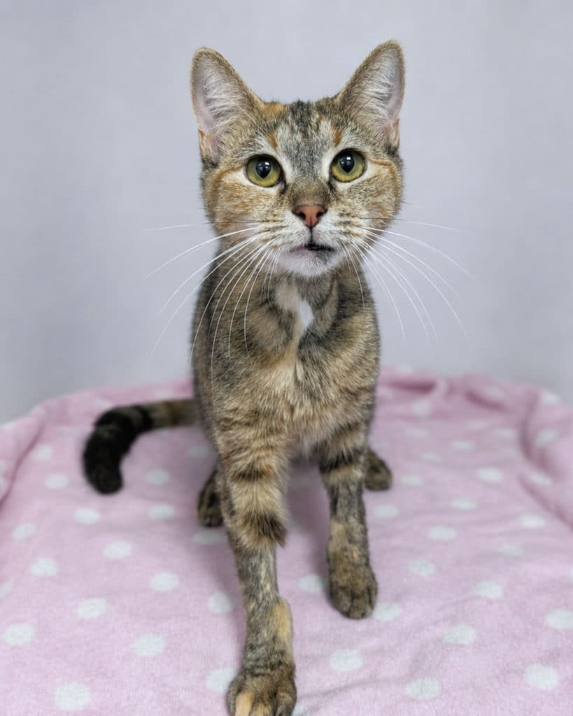Peony - Domestic Short Hair cat available for adoption at RSPCA NSW in Sydney