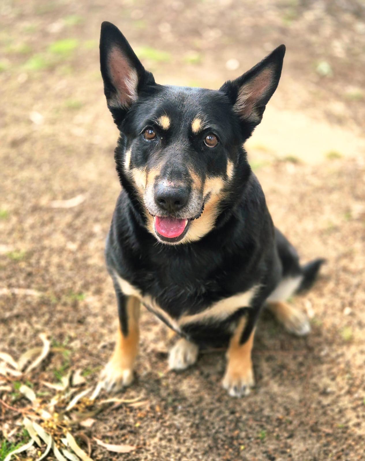 Roxy - German Shepherd x Kelpie available for adoption in Sydney
