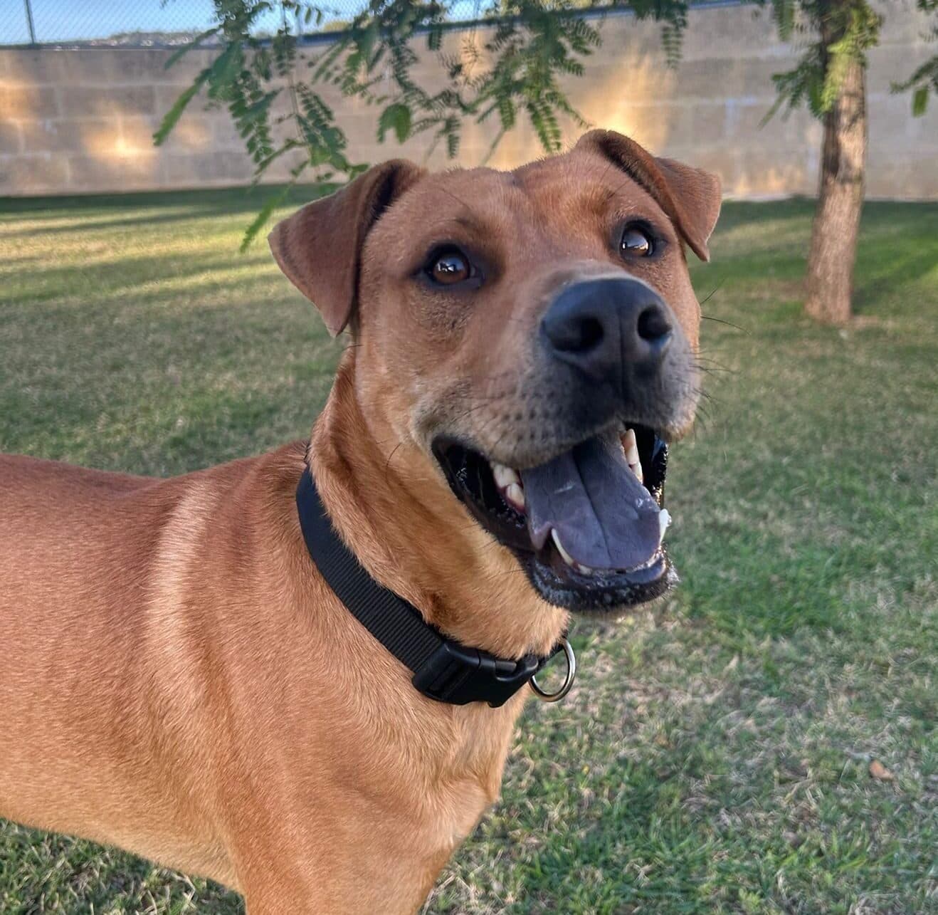 Memphis - Shar Pei Mix available for adoption in Sydney