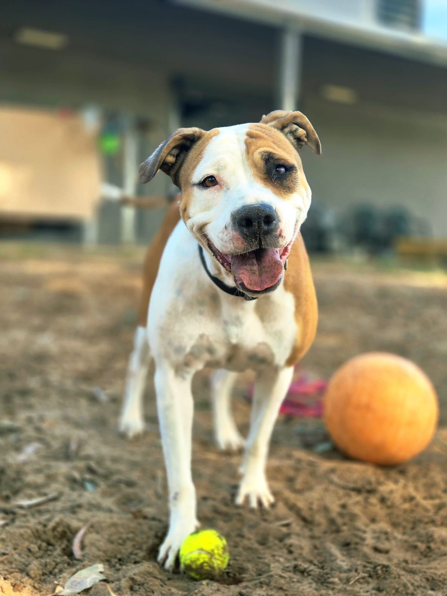 Tilly - American Staffy Mix available for adoption in Sydney
