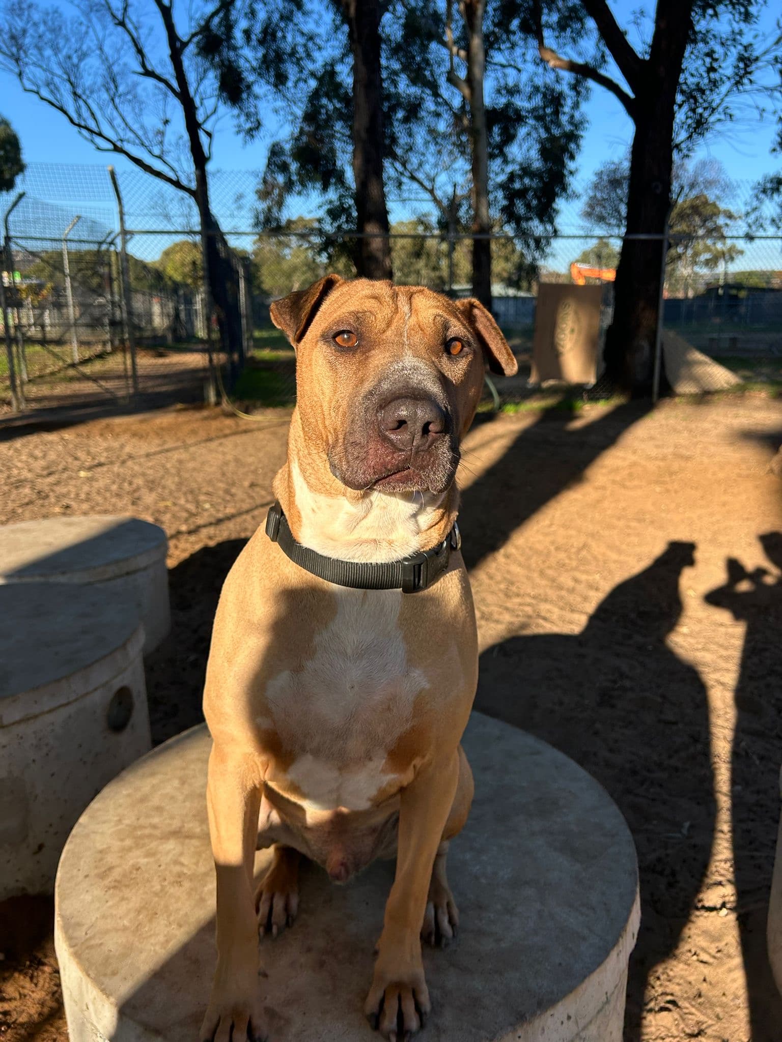 Augie - Shar Pei Mix available for adoption in Sydney