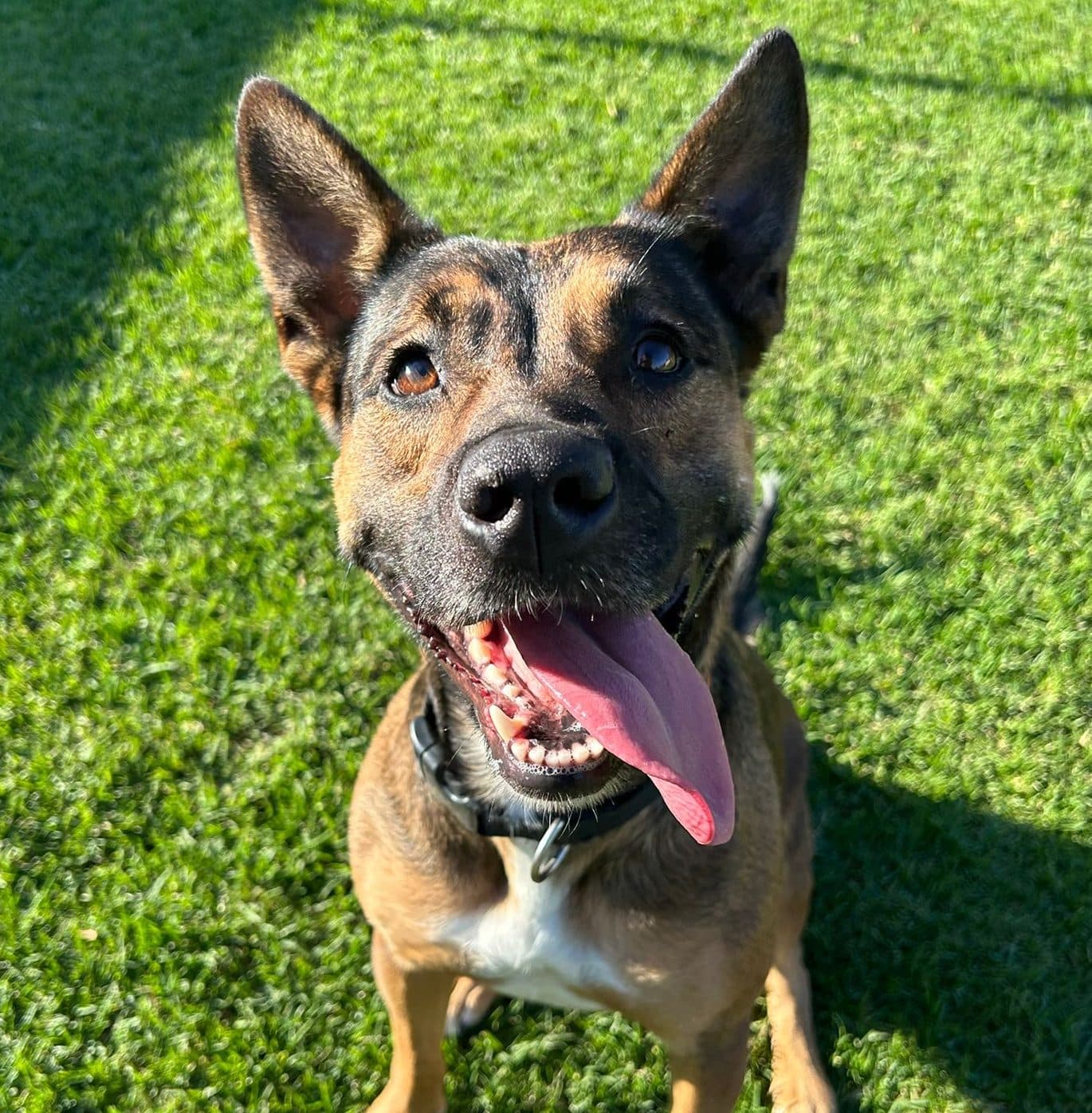 Tiny - Kelpie x Staffy available for adoption in Sydney