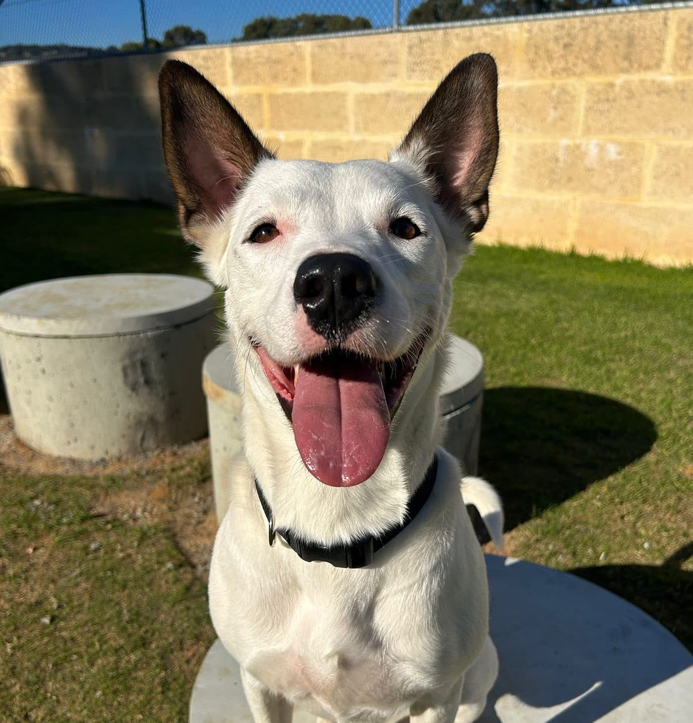 Snoopy - Kelpie Mix available for adoption in Sydney