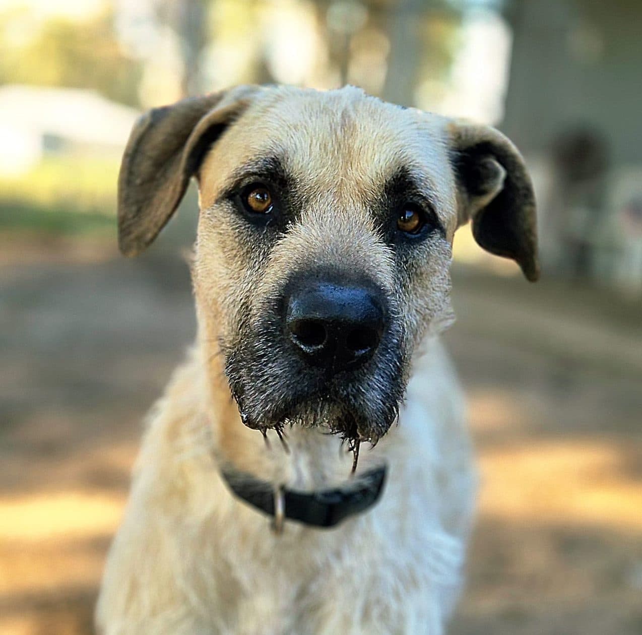 Moose - Irish Wolfhound x Great Dane available for adoption in Sydney