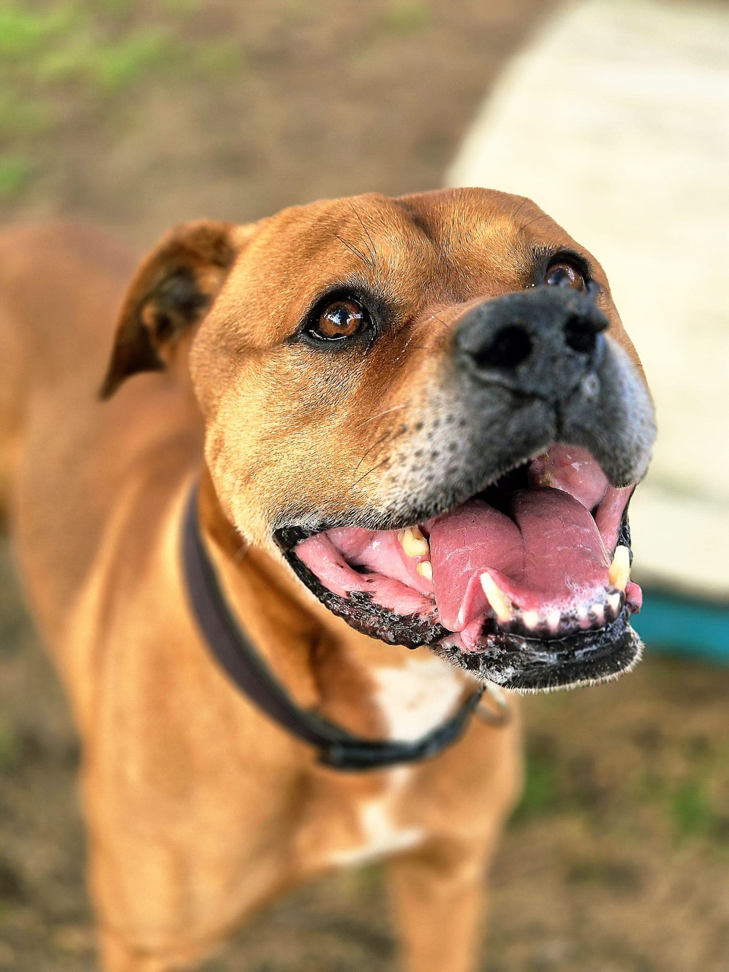 Tyson - American Bulldog available for adoption in Sydney