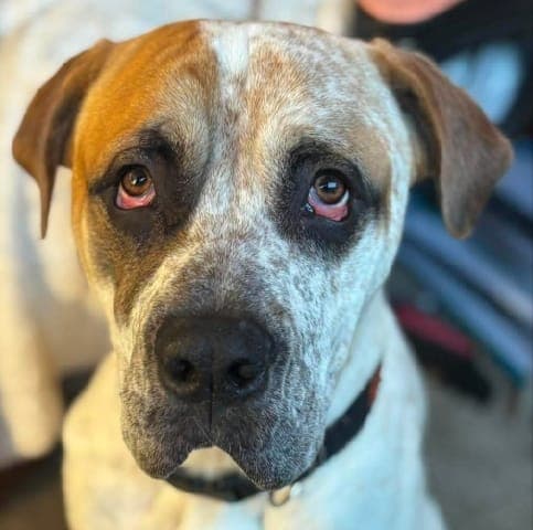 Sammy - Mixed Breed available for adoption in Perth
