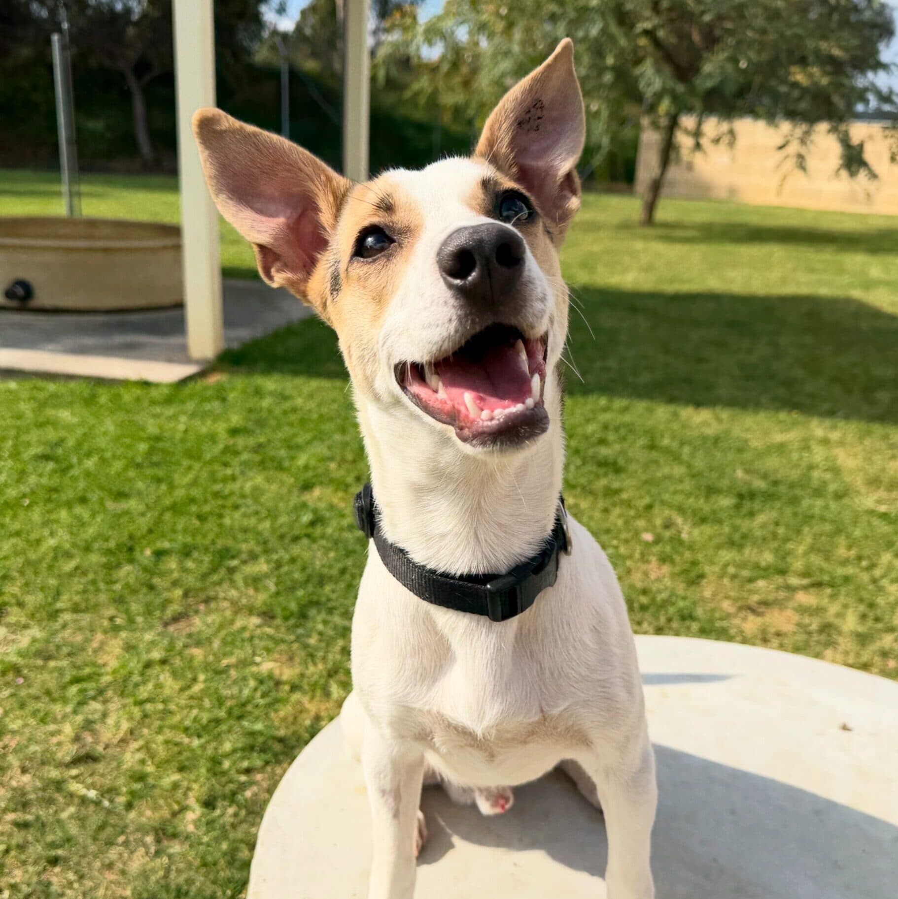 Jakey - Jack Russell mix available for adoption in Perth