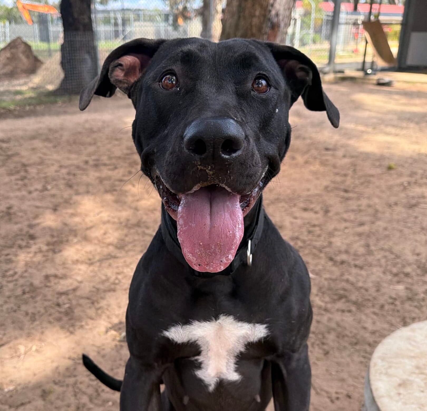 Lucy - American Bulldog mix available for adoption in Perth