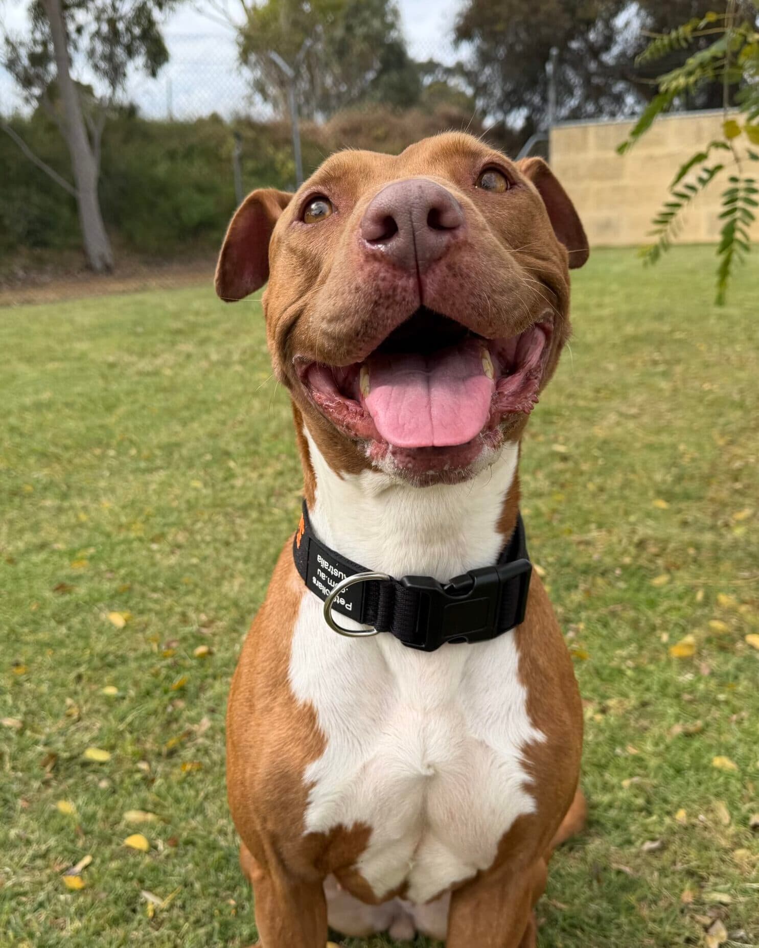 Honey - American Staffy Mix available for adoption in Perth