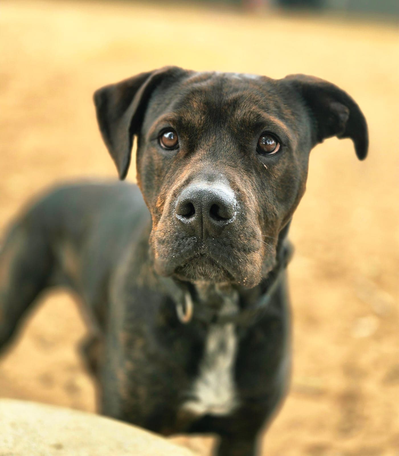 Rocky - American Staffy Mix available for adoption in Perth