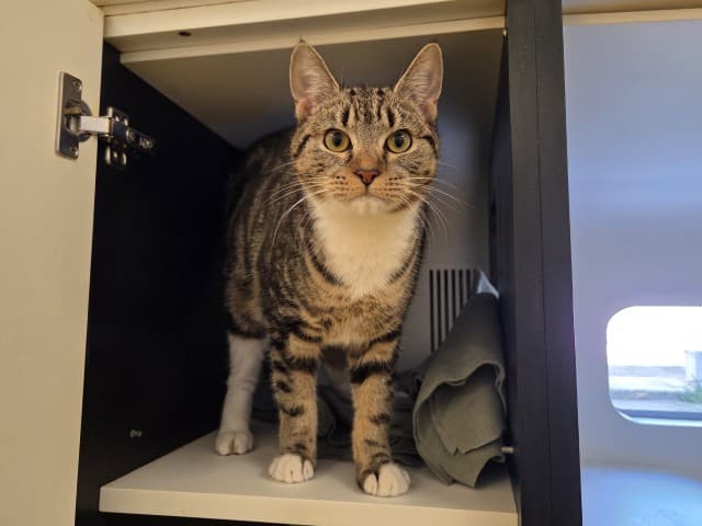 Olive - Domestic cat available for adoption at Blacktown Animal Rehoming Centre in Sydney