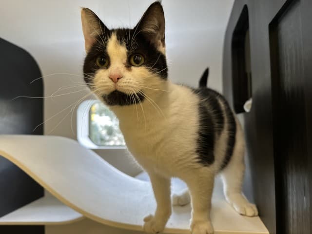 Winnie - Domestic cat available for adoption at Blacktown Animal Rehoming Centre in Sydney