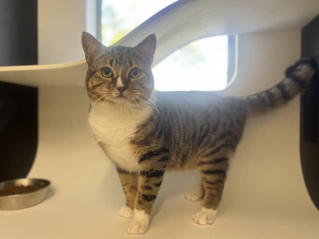 Gus - Domestic Shorthair cat available for adoption at Blacktown Animal Rehoming Centre in Blacktown