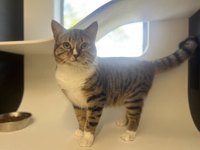 Gus - Domestic available for adoption in Blacktown