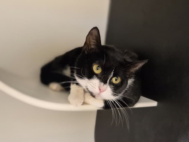 Wheelie - Domestic cat available for adoption at Blacktown Animal Rehoming Centre in Sydney