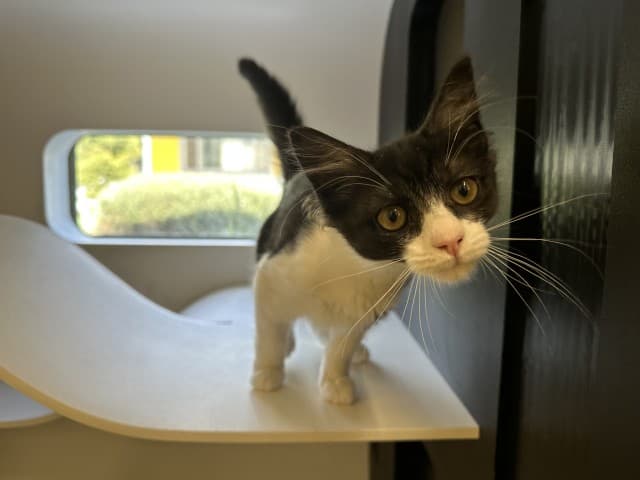 Egg - Domestic cat available for adoption at Blacktown Animal Rehoming Centre in Sydney