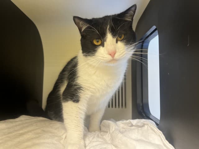 Rex - Domestic cat available for adoption at Blacktown Animal Rehoming Centre in Sydney