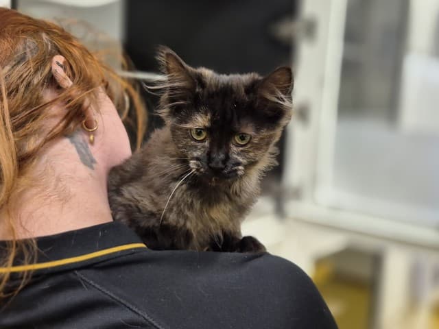 Esme - Domestic cat available for adoption at Blacktown Animal Rehoming Centre in Sydney