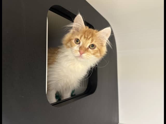 Spike - Domestic Shorthair cat available for adoption at Blacktown Animal Rehoming Centre in Blacktown