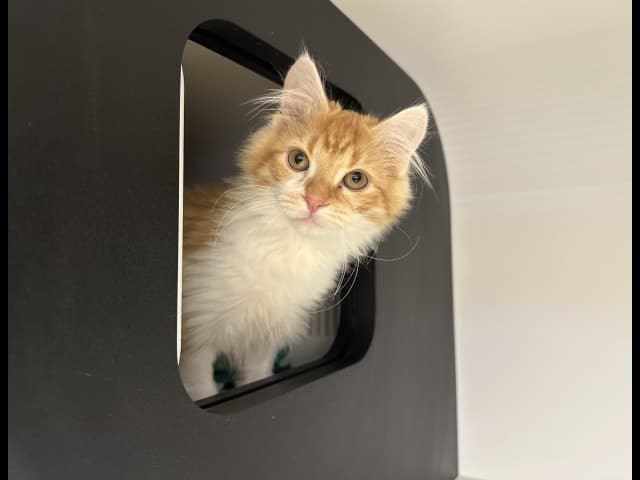 Spike - Domestic available for adoption in Blacktown