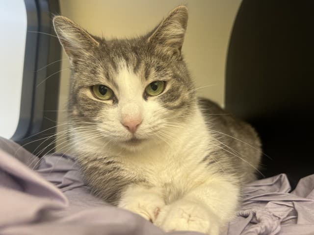 Faye - Domestic cat available for adoption at Blacktown Animal Rehoming Centre in Sydney