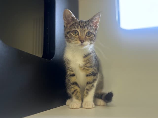 Artemis - Domestic cat available for adoption at Blacktown Animal Rehoming Centre in Sydney