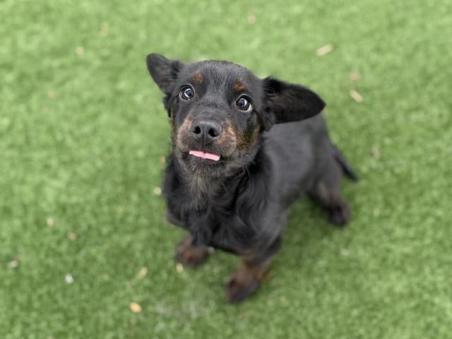 Burito - Dachshund available for adoption in Sydney