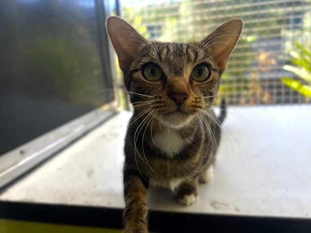 Wendy - Domestic cat available for adoption at Blacktown Animal Rehoming Centre in Sydney