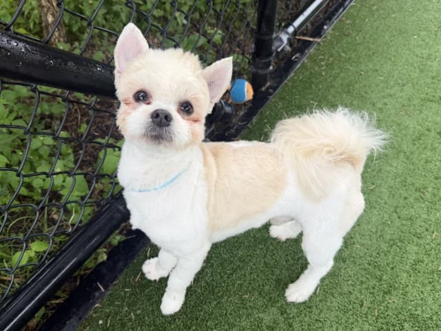 Earl - Maltese available for adoption in Sydney