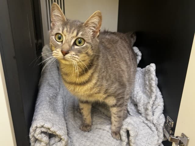 Ash - Domestic cat available for adoption at Blacktown Animal Rehoming Centre in Sydney