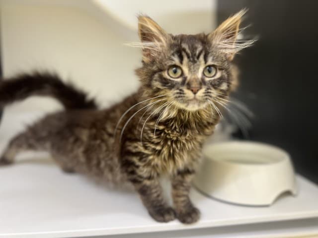 Multigrain - Domestic cat available for adoption at Blacktown Animal Rehoming Centre in Sydney