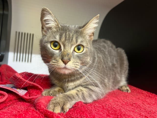 Rye - Domestic cat available for adoption at Blacktown Animal Rehoming Centre in Sydney