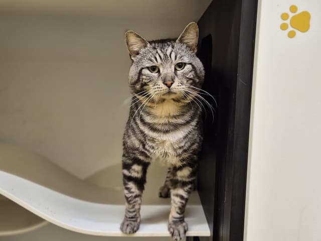 Detective - Domestic cat available for adoption at Blacktown Animal Rehoming Centre in Sydney
